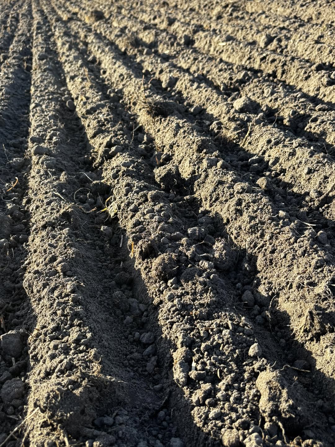 Pumpkins on a trailer