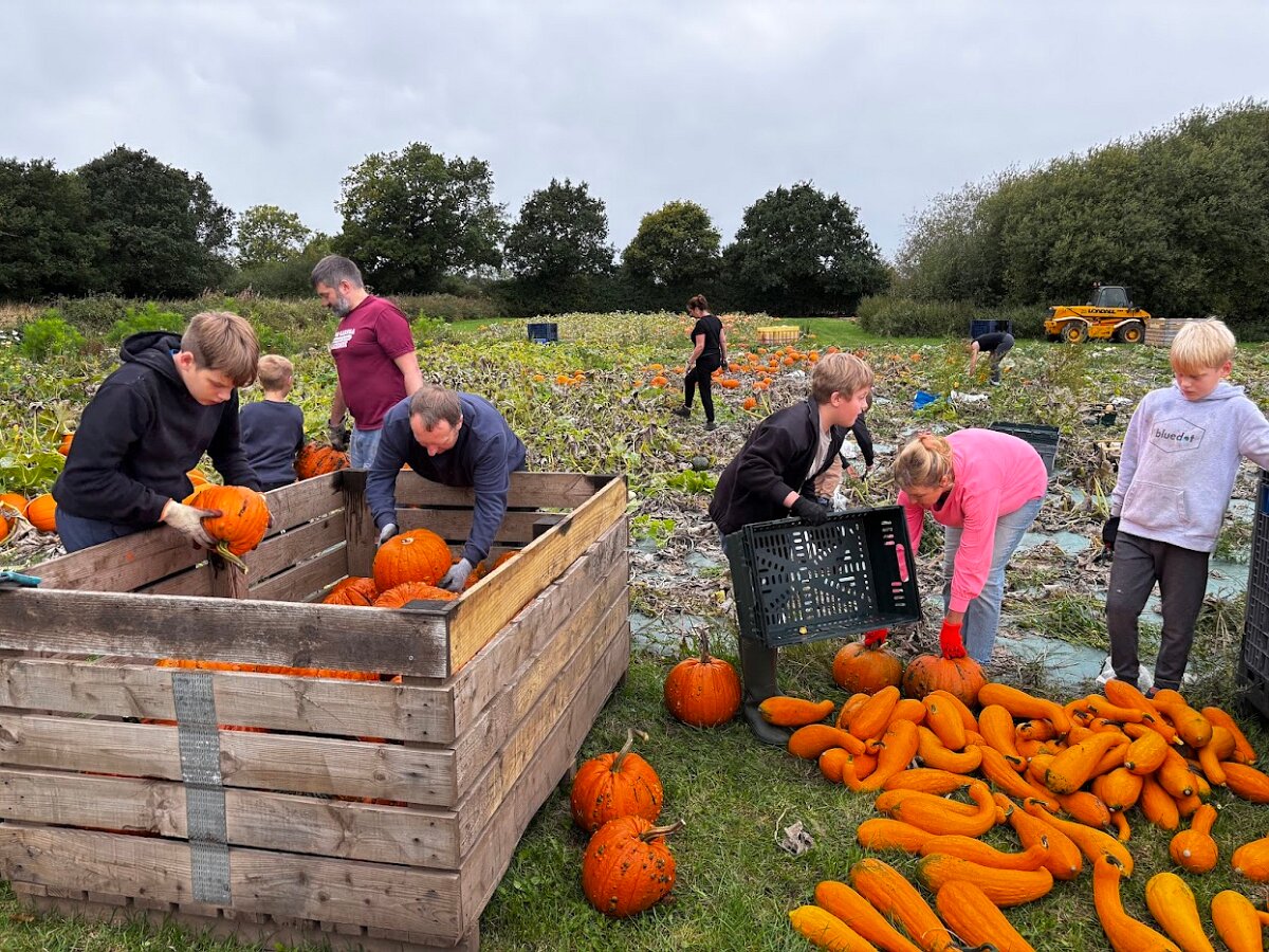 Harvest Picking Field