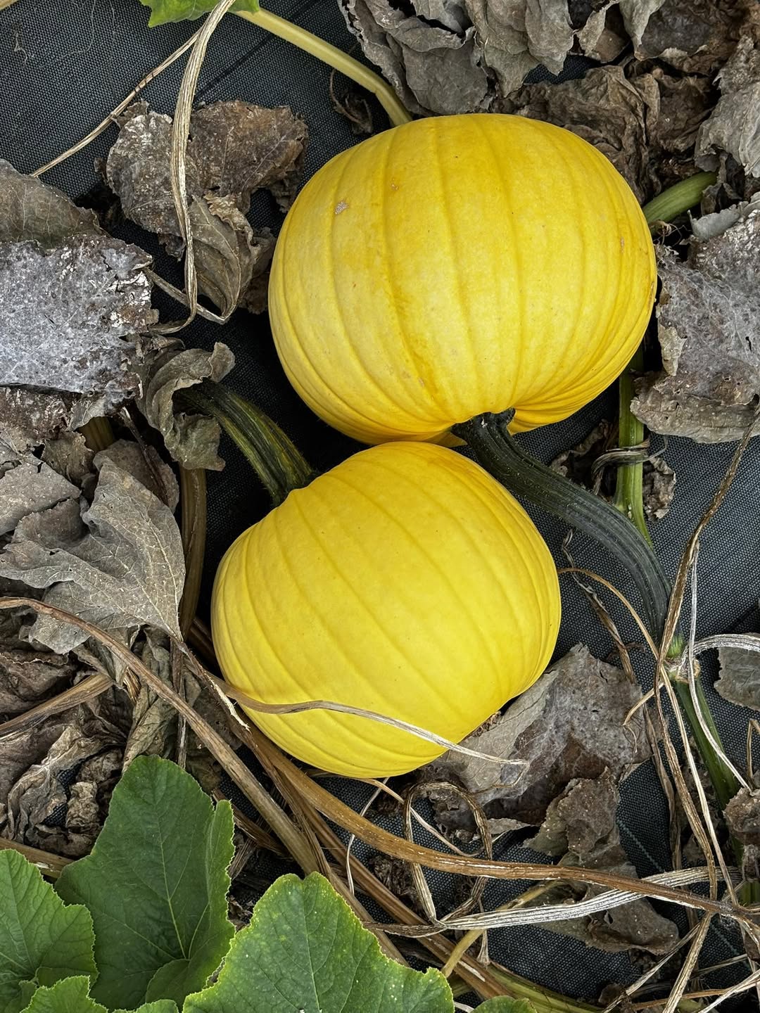 Pumpkin - Mellow Yellow