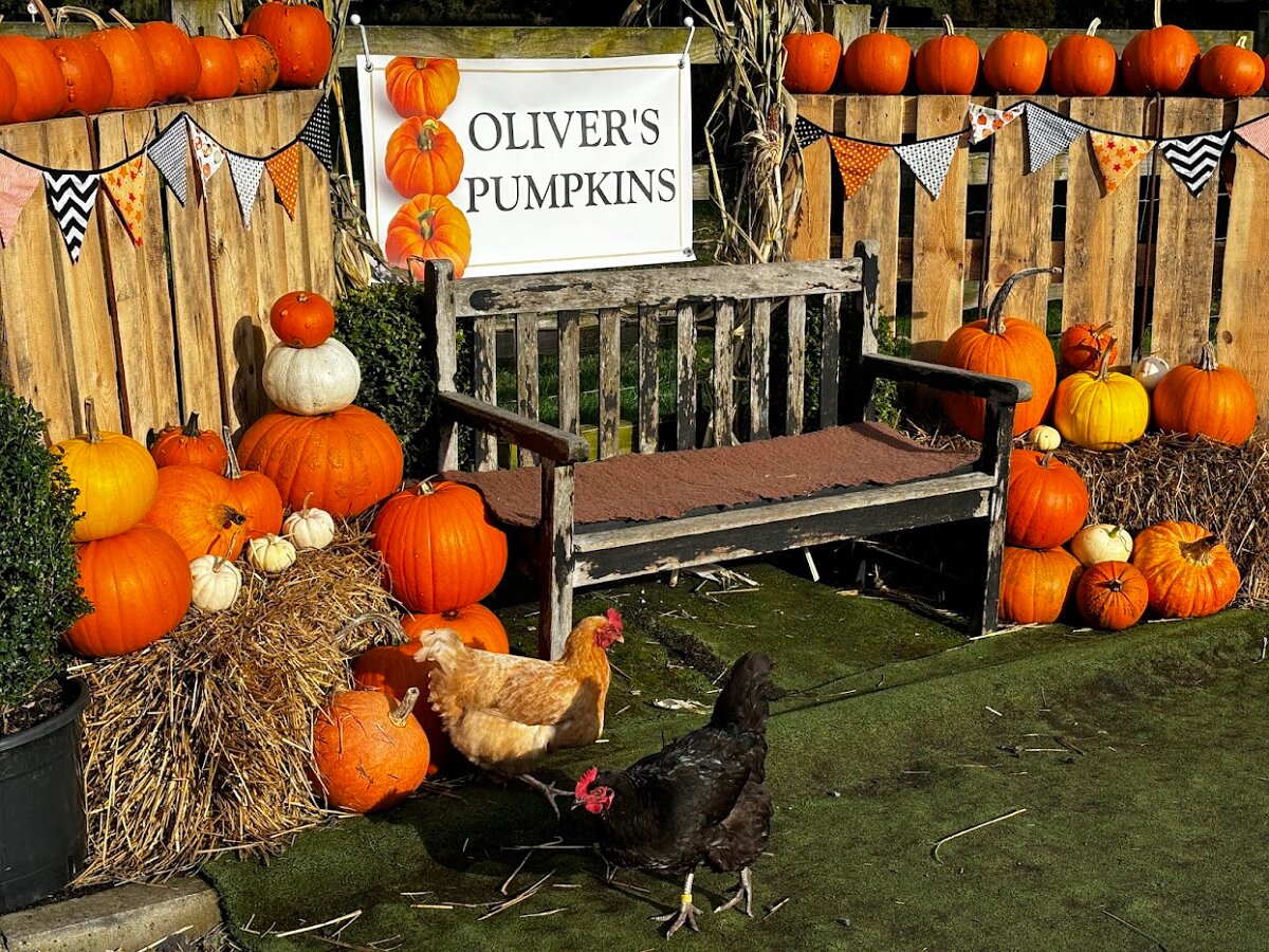 Olivers Pumpkins Bench
