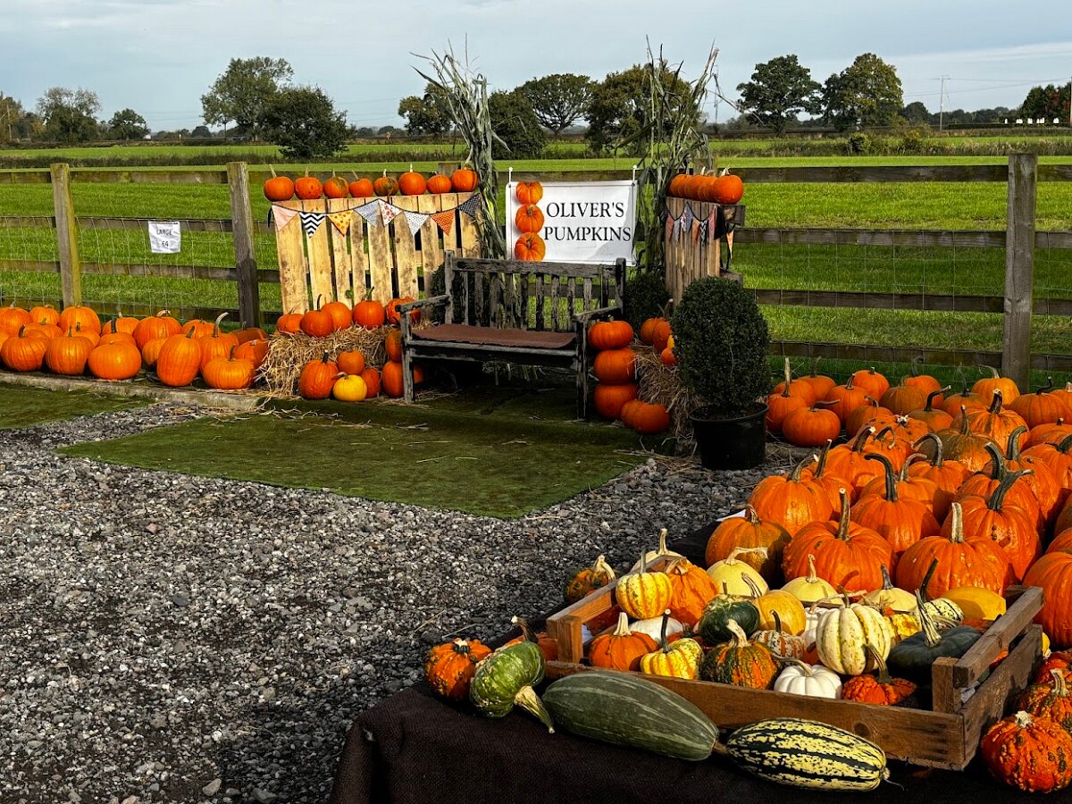 Olivers Pumpkins Bench 2
