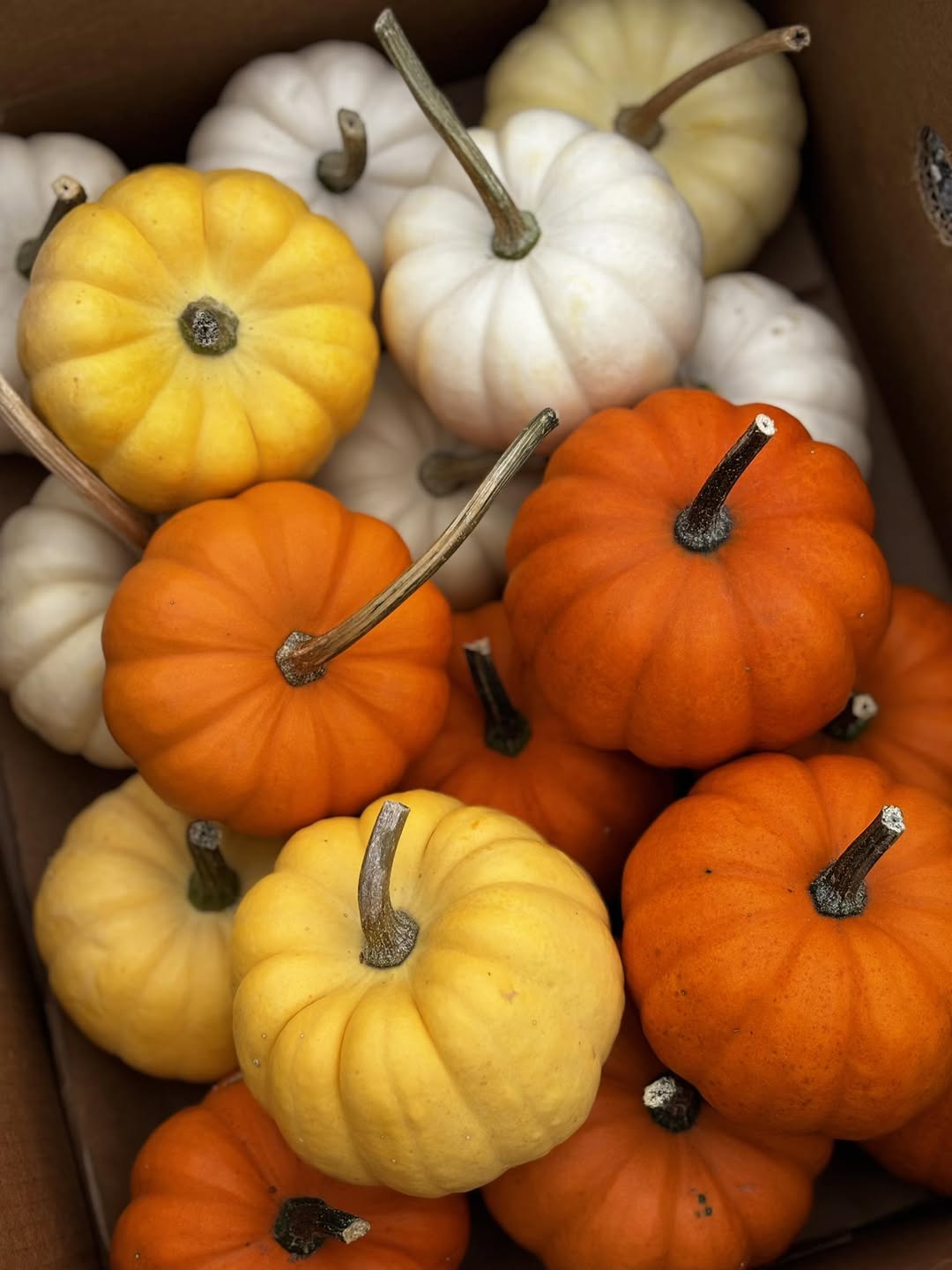 Pumpkin Assortment