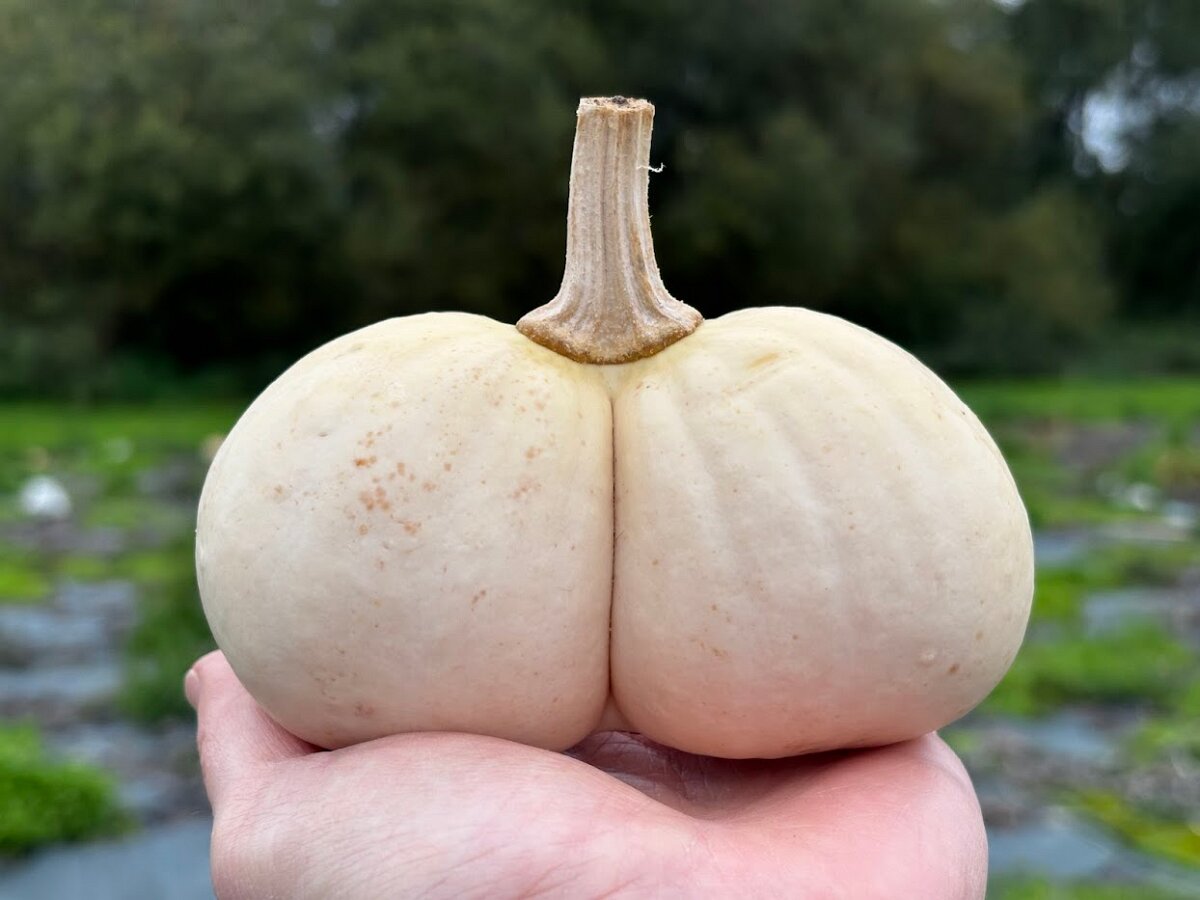 Is this a pumpkin in the shape of a bottom?
