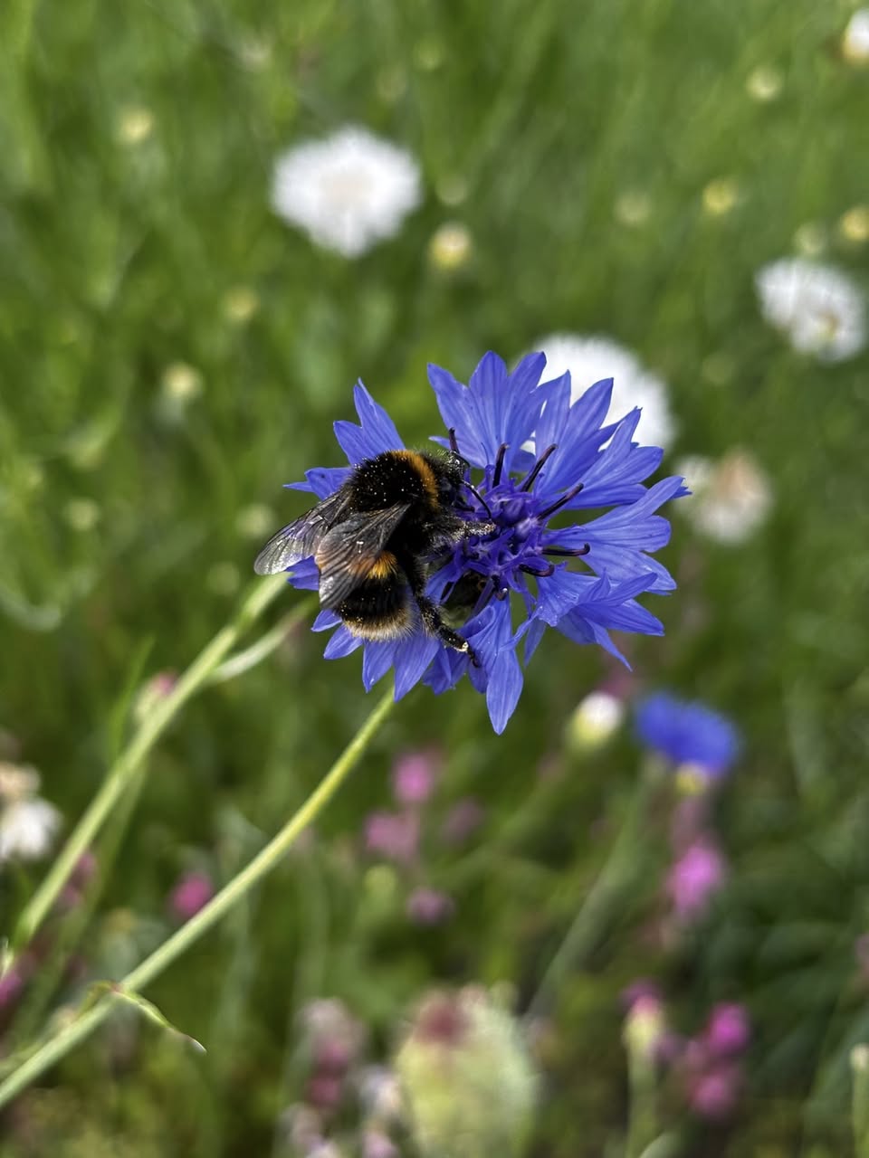 Pumpkin Wildlife Flowers