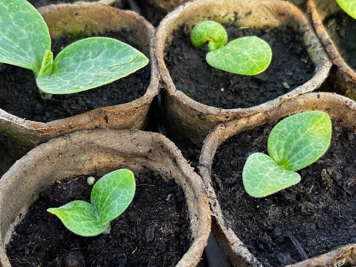 Pumpkin In Pots