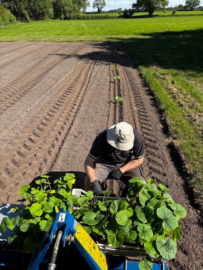 Pumpkin Planting Tractor2