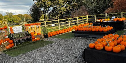 Pumpkin Selling