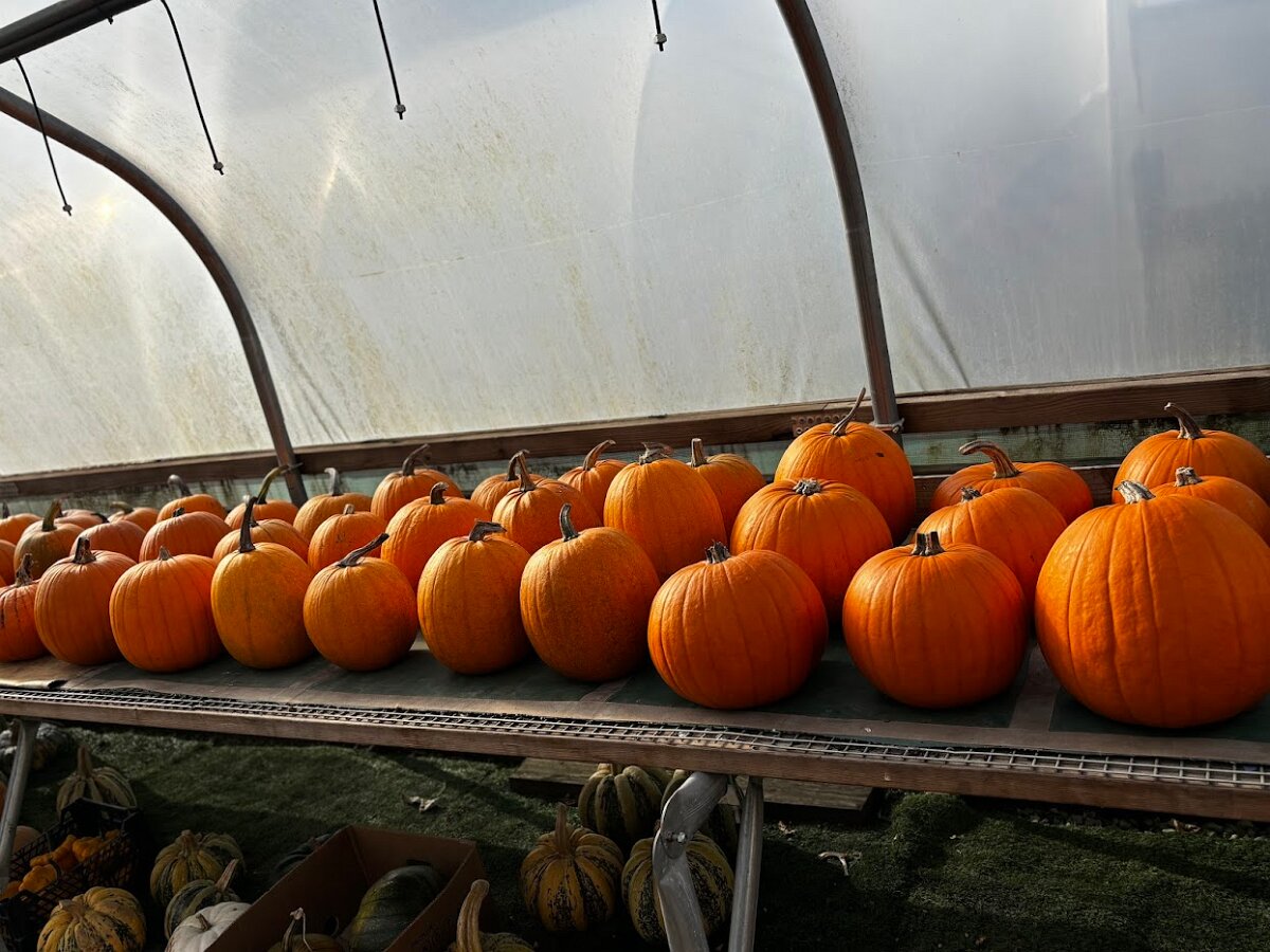 Pumpkin Storage Polly