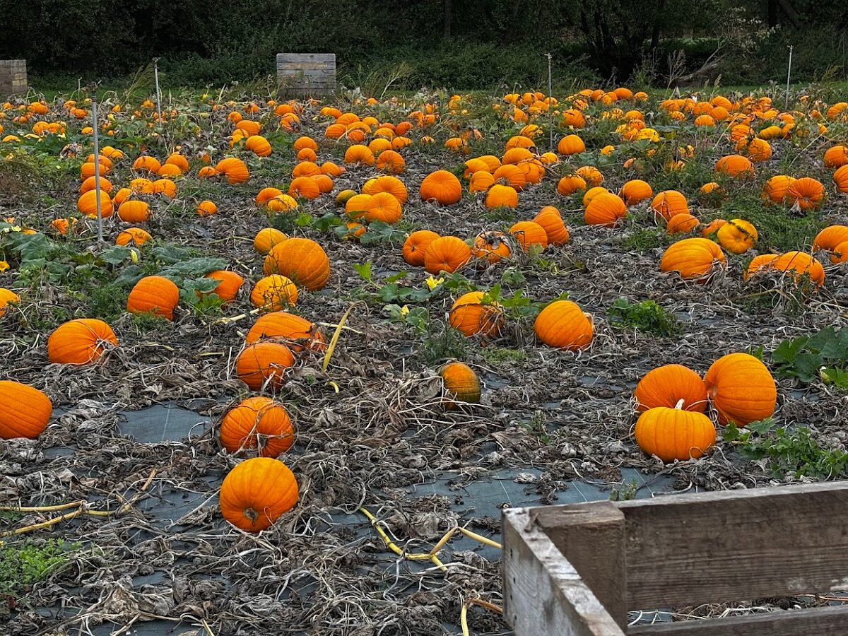 Pumpkins Ready For Harvest