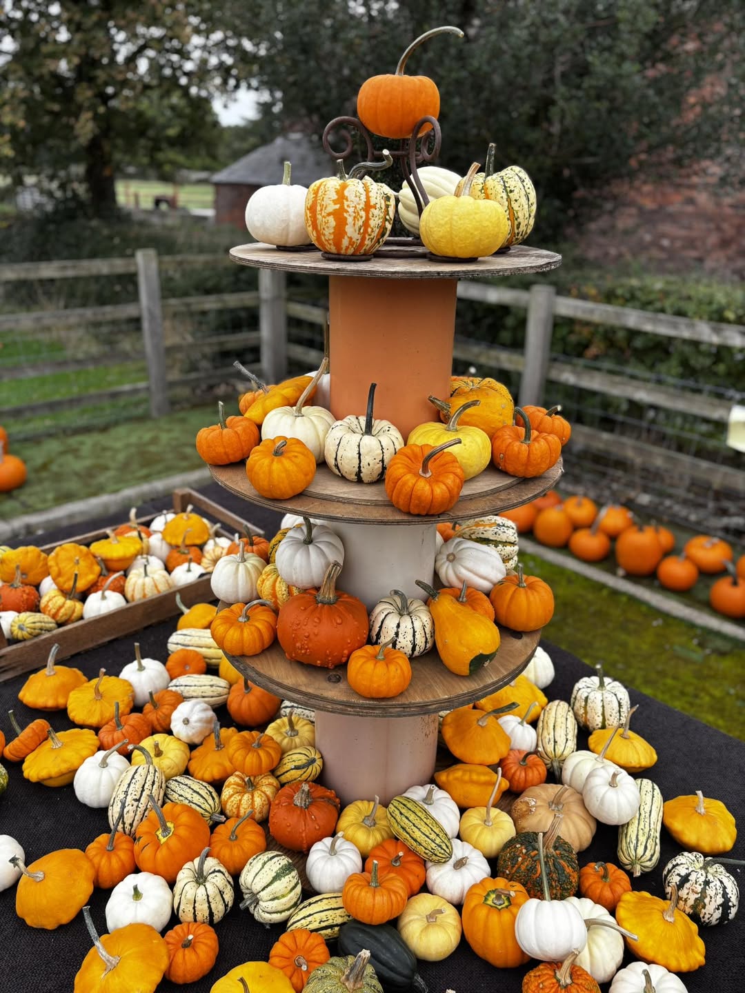 Pumpkins Display