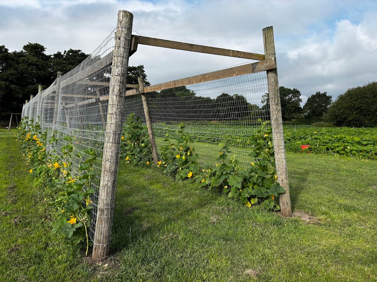 Pumpkins Vertical Grow