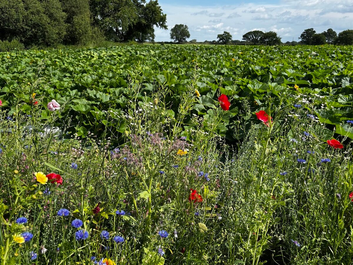 Pumpkins Wild Flowers2