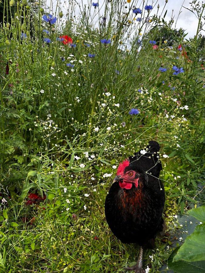 Pumpkins Wild Flowers3