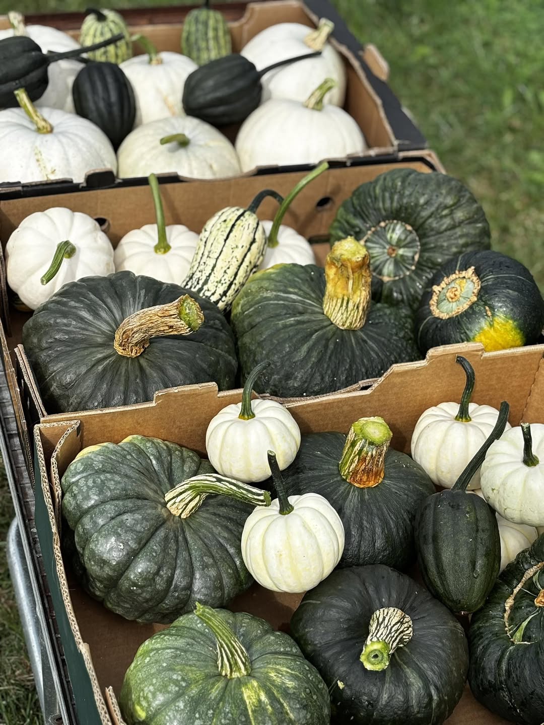 Stacked Pumpkins