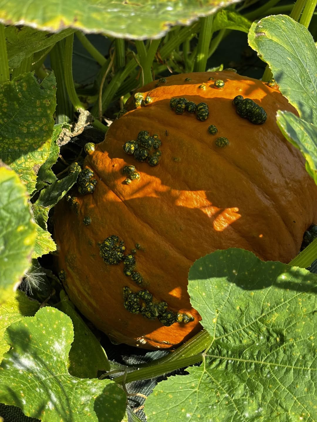 Warty Pumpkin